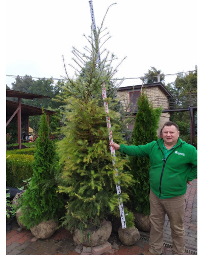 Модрина європейська | Larix decidua | Лиственница европейская