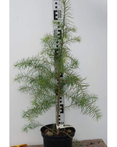 Модрина європейська | Larix decidua | Лиственница европейская