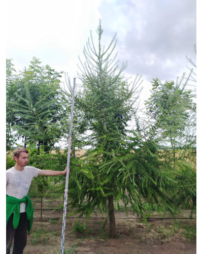 Модрина європейська | Larix decidua | Лиственница европейская