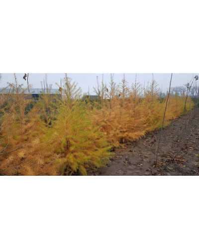 Модрина європейська | Larix decidua | Лиственница европейская