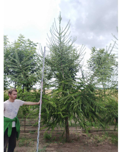 Модрина європейська | Larix decidua | Лиственница европейская
