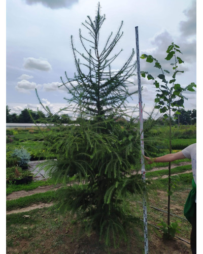 Модрина європейська | Larix decidua | Лиственница европейская