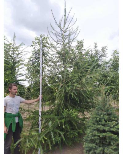 Модрина європейська | Larix decidua | Лиственница европейская