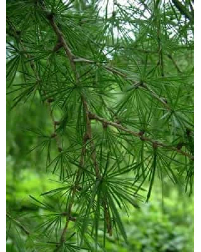 Модрина європейська | Larix decidua | Лиственница европейская