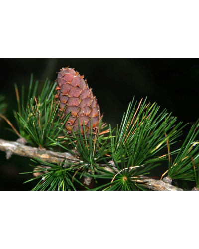 Модрина європейська | Larix decidua | Лиственница европейская