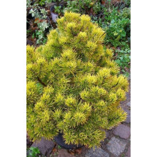 Сосна гiрська Голден Глоу | Сосна горная Голден Глоу | Pinus mugo Golden Glow