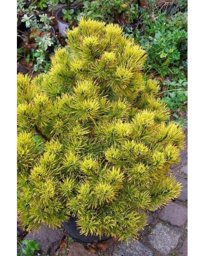 Сосна гiрська Голден Глоу | Сосна горная Голден Глоу | Pinus mugo Golden Glow