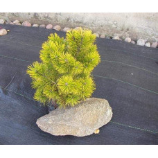 Сосна гiрська Голден Глоу | Сосна горная Голден Глоу | Pinus mugo Golden Glow