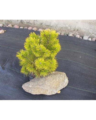 Сосна гiрська Голден Глоу | Сосна горная Голден Глоу | Pinus mugo Golden Glow