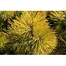 Сосна гiрська Голден Глоу | Сосна горная Голден Глоу | Pinus mugo Golden Glow