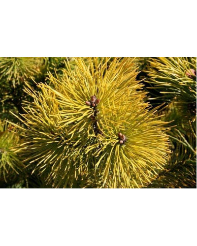 Сосна гiрська Голден Глоу | Сосна горная Голден Глоу | Pinus mugo Golden Glow