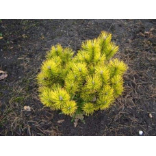 Сосна гiрська Голден Глоу | Сосна горная Голден Глоу | Pinus mugo Golden Glow