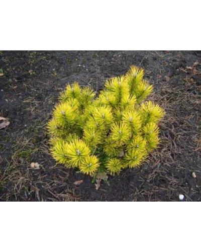 Сосна гiрська Голден Глоу | Сосна горная Голден Глоу | Pinus mugo Golden Glow