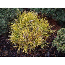 Сосна гiрська Голден Глоу | Сосна горная Голден Глоу | Pinus mugo Golden Glow