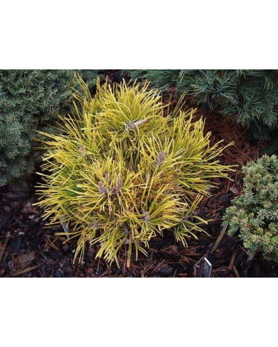 Сосна гiрська Голден Глоу | Сосна горная Голден Глоу | Pinus mugo Golden Glow