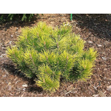 Сосна гiрська Голден Глоу | Сосна горная Голден Глоу | Pinus mugo Golden Glow