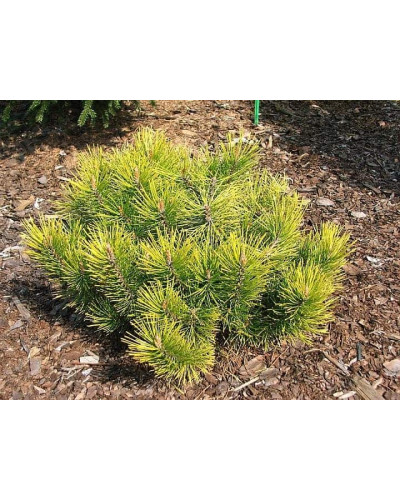 Сосна гiрська Голден Глоу | Сосна горная Голден Глоу | Pinus mugo Golden Glow