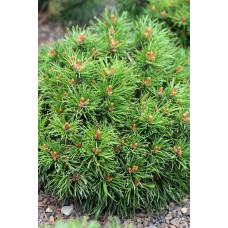 Сосна гiрська Кобольд | Сосна горная Кобольд | Pinus mugo Kobold