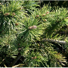 Сосна гiрська Кобольд | Сосна горная Кобольд | Pinus mugo Kobold