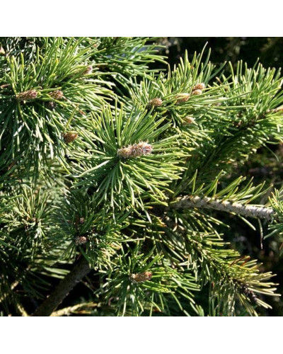 Сосна гiрська Кобольд | Сосна горная Кобольд | Pinus mugo Kobold