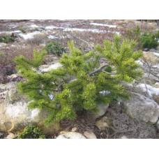 Сосна гiрська Кобольд | Сосна горная Кобольд | Pinus mugo Kobold