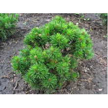 Сосна гiрська Кобольд | Сосна горная Кобольд | Pinus mugo Kobold