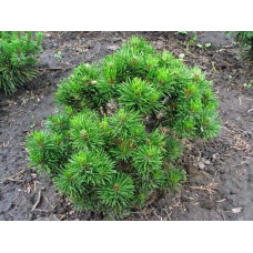 Сосна гiрська Кобольд | Сосна горная Кобольд | Pinus mugo Kobold