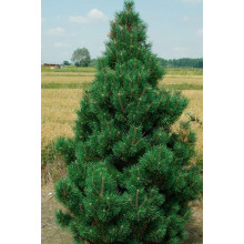 Сосна гiрська Колумбо | Сосна горная Колумбо | Pinus mugo Columbo