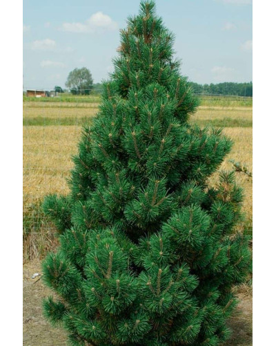 Сосна гiрська Колумбо | Сосна горная Колумбо | Pinus mugo Columbo