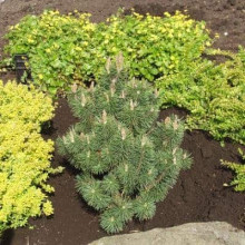 Сосна гiрська Колумбо | Сосна горная Колумбо | Pinus mugo Columbo