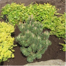 Сосна гiрська Колумбо | Сосна горная Колумбо | Pinus mugo Columbo