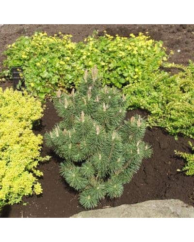 Сосна гiрська Колумбо | Сосна горная Колумбо | Pinus mugo Columbo
