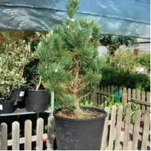 Сосна гiрська Колумбо | Сосна горная Колумбо | Pinus mugo Columbo
