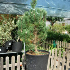 Сосна гiрська Колумбо | Сосна горная Колумбо | Pinus mugo Columbo