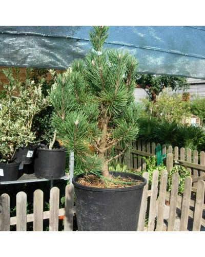 Сосна гiрська Колумбо | Сосна горная Колумбо | Pinus mugo Columbo