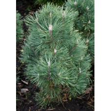 Сосна гiрська Колумбо | Сосна горная Колумбо | Pinus mugo Columbo