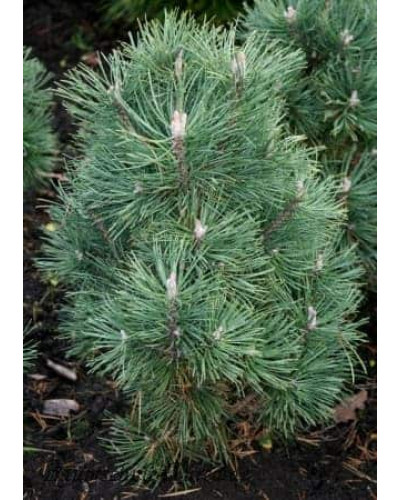 Сосна гiрська Колумбо | Сосна горная Колумбо | Pinus mugo Columbo