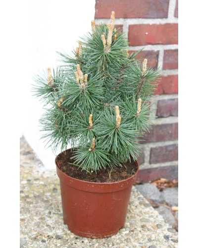 Сосна гiрська Колумбо | Сосна горная Колумбо | Pinus mugo Columbo