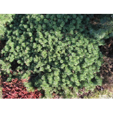 Сосна гiрська Хампi | Сосна горная Хампи | Pinus mugo Humpy