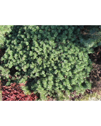Сосна гiрська Хампi | Сосна горная Хампи | Pinus mugo Humpy