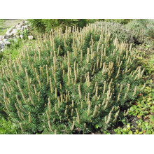 Сосна гiрська Хампi | Сосна горная Хампи | Pinus mugo Humpy