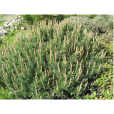 Сосна гiрська Хампi | Сосна горная Хампи | Pinus mugo Humpy