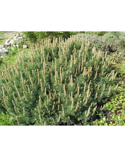 Сосна гiрська Хампi | Сосна горная Хампи | Pinus mugo Humpy
