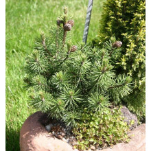 Сосна гiрська Хампi | Сосна горная Хампи | Pinus mugo Humpy