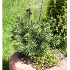 Сосна гiрська Хампi | Сосна горная Хампи | Pinus mugo Humpy