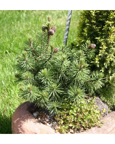 Сосна гiрська Хампi | Сосна горная Хампи | Pinus mugo Humpy