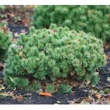 Сосна гiрська Хампi | Сосна горная Хампи | Pinus mugo Humpy