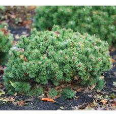 Сосна гiрська Хампi | Сосна горная Хампи | Pinus mugo Humpy