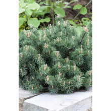 Сосна гiрська Хампi | Сосна горная Хампи | Pinus mugo Humpy