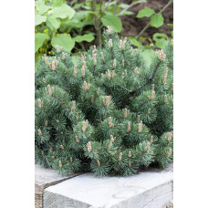 Сосна гiрська Хампi | Сосна горная Хампи | Pinus mugo Humpy